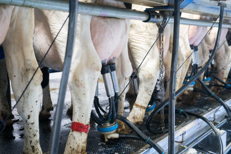 Automatic Milking Machine Milks Cows on a Dairy Farm. Growing Cows for ...