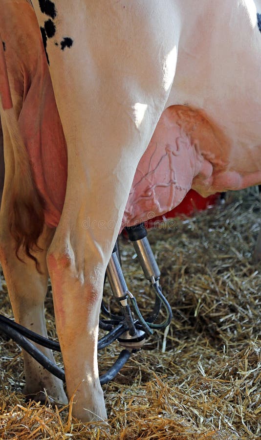 Automatic milking system to milk the cow with udders full of mil stock photo Automatic milking system to milk the cow with udders full of mil stock photo