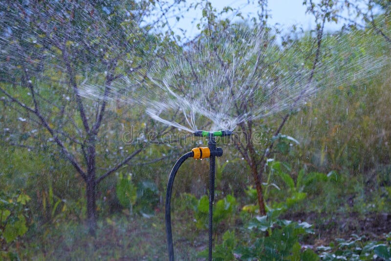 Automatic Sprinkler Irrigation System Watering the Orchard. Stock Image