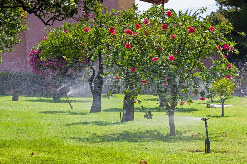 Automatic sprinkler watering in the garden stock photography