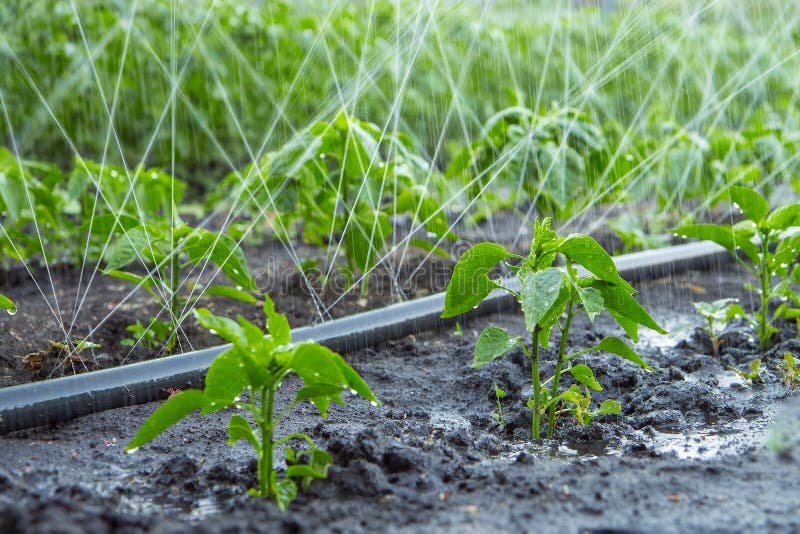 Automatic Systemic Methods of Irrigation of Crops Stock Photo Image