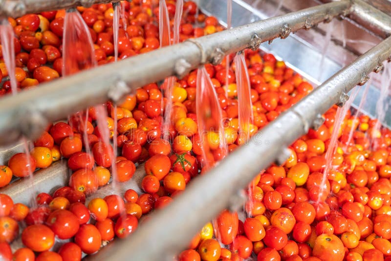 Automatic Tomato Washing Machine on Conveyor Belt in Tomato Factory