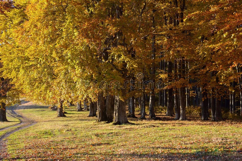Automne/arbres d'or en stationnement photographie stock libre de droits Automne/arbres d'or en stationnement photographie stock libre de droits
