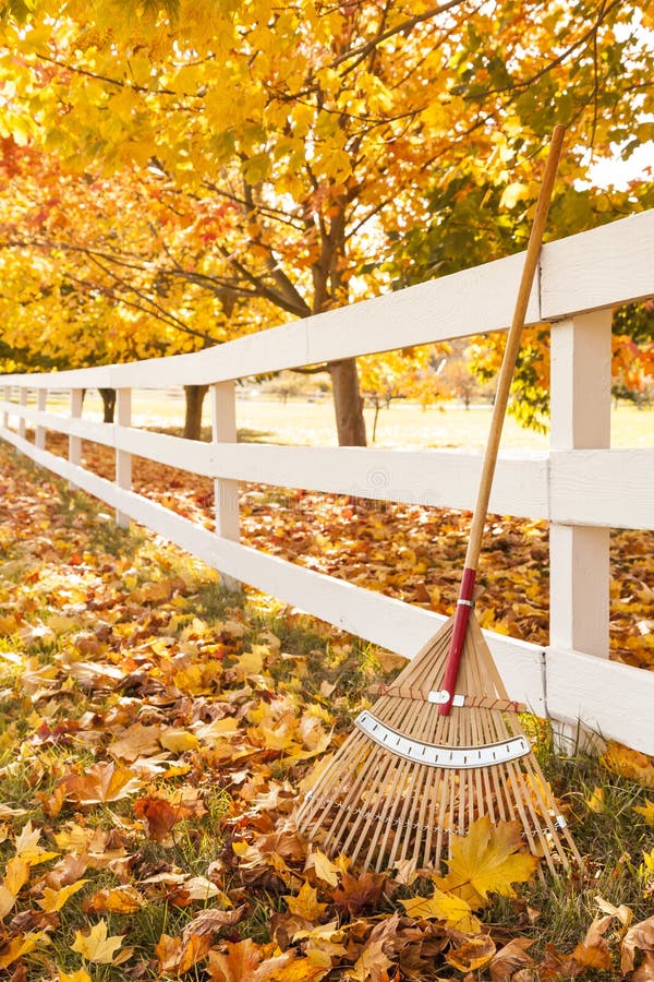 Automne dans la campagne avec le râteau se penchant contre la clôture blanche sous des arbres d'érable avec les feuilles tombées image stock Automne dans la campagne avec le râteau se penchant contre la clôture blanche sous des arbres d'érable avec les feuilles tombées image stock