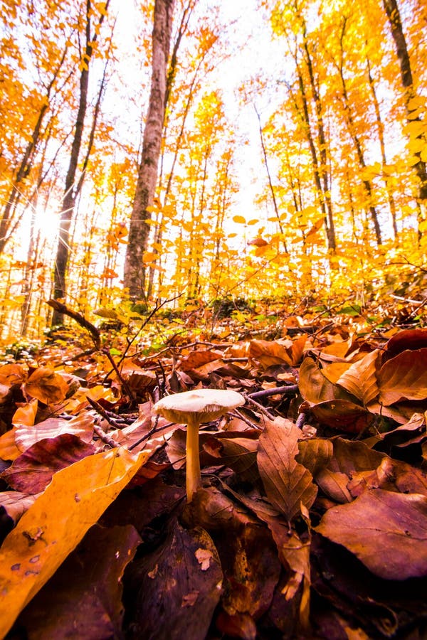 Automne dans la fageda d en jorda forest la garrotxa espagne du nord