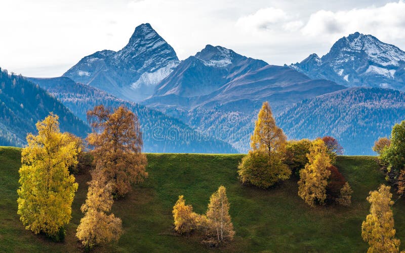 Automne en Davos Grisons Switzerland, arbres color?s jaunes photo stock Automne en Davos Grisons Switzerland, arbres color?s jaunes photo stock