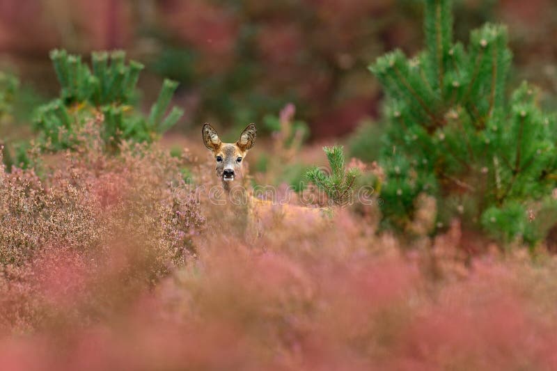 Automne en nature Cerfs communs d'oeufs de poisson, capreolus de Capreolus, mâchant les feuilles vertes, le beau pré de floraison photos stock