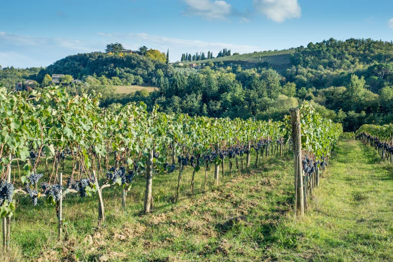 Automne tôt de vignoble toscan avec la rangée des raisins images libres de droits Automne tôt de vignoble toscan avec la rangée des raisins images libres de droits