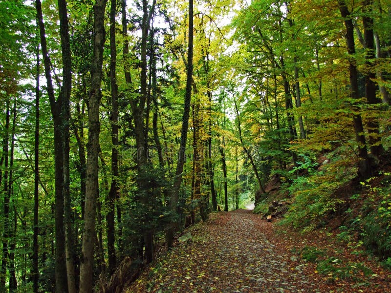 Automne tôt dans les forêts à feuilles caduques sur les pentes de la gamme de montagne d'Alpstein et dans la vallée du Rhin image stock Automne tôt dans les forêts à feuilles caduques sur les pentes de la gamme de montagne d'Alpstein et dans la vallée du Rhin image stock
