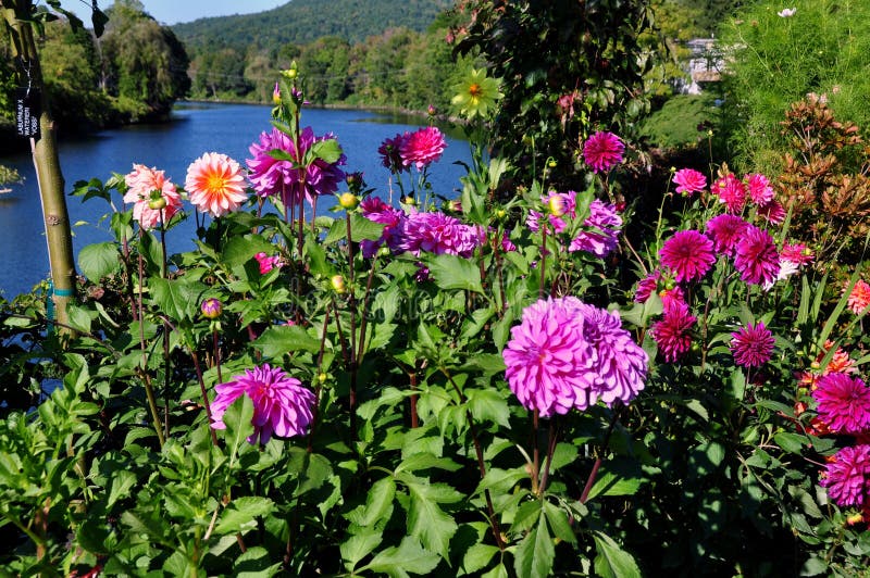 Automnes de Shelburne, mA : Pont des fleurs photos stock Automnes de Shelburne, mA : Pont des fleurs photos stock