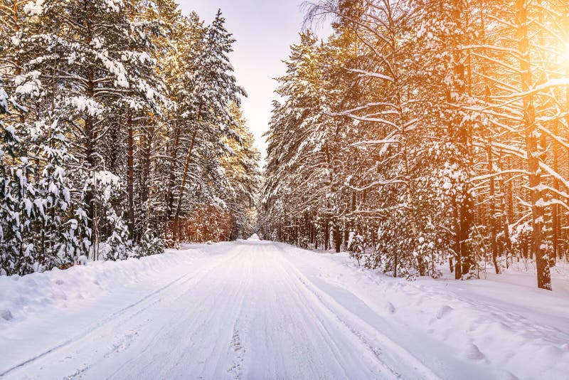 Automobile road through a pine winter forest covered with snow. Pines along the edges of the road and the rays of the sun shining