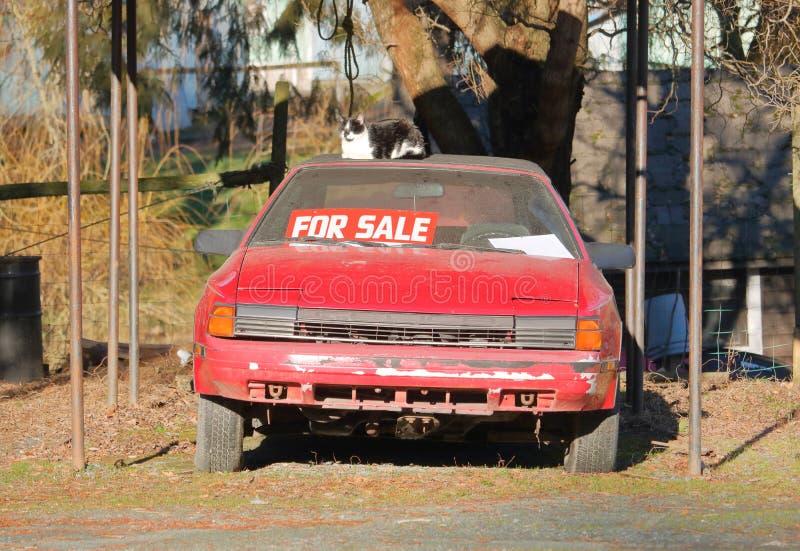 Automobile sportiva utilizzata da vendere e l'animale domestico fotografie stock libere da diritti Automobile sportiva utilizzata da vendere e l'animale domestico fotografie stock libere da diritti