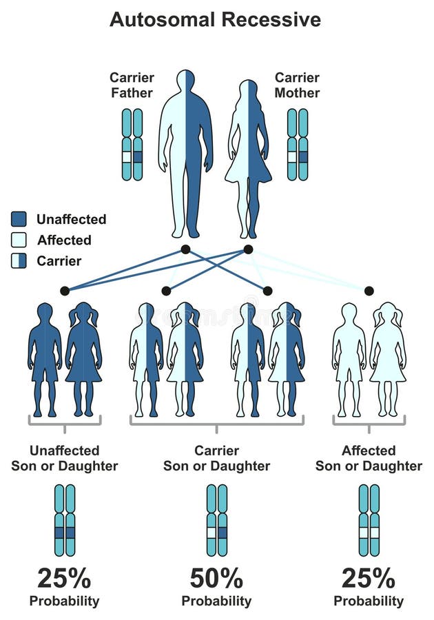 Autosomal Recessive Hereditary Trait Stock Vector - Illustration Of