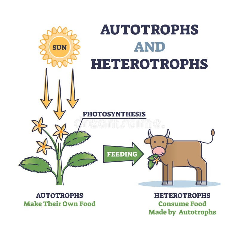 Autotrophs and heterotrophs as nature energy source division outline diagram vector illustration