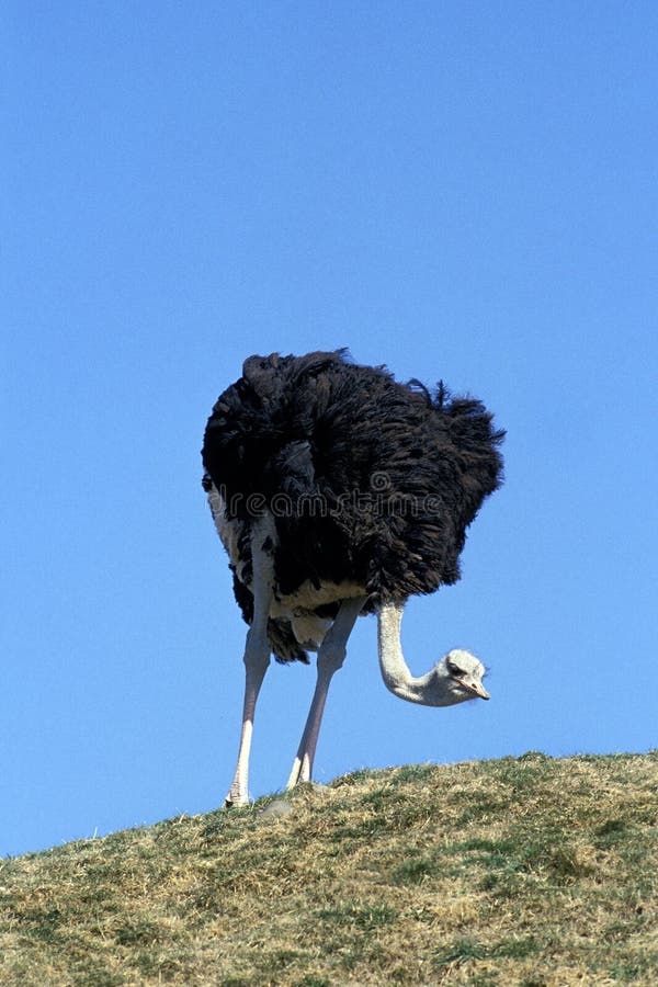 Autruche Photos Free Royalty Free Stock Photos From Dreamstime