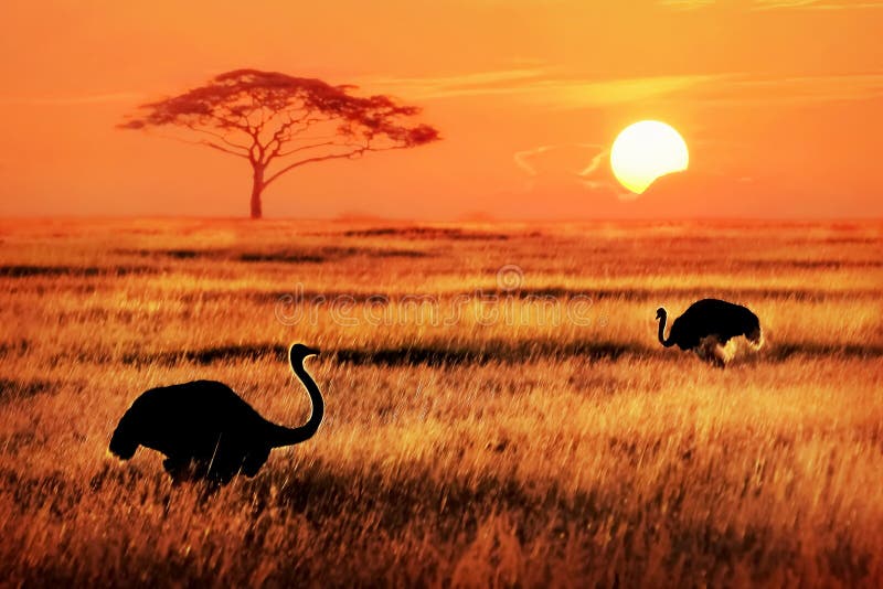 Autruches africaines dans la savane Lumière arrière photo stock Autruches africaines dans la savane Lumière arrière photo stock