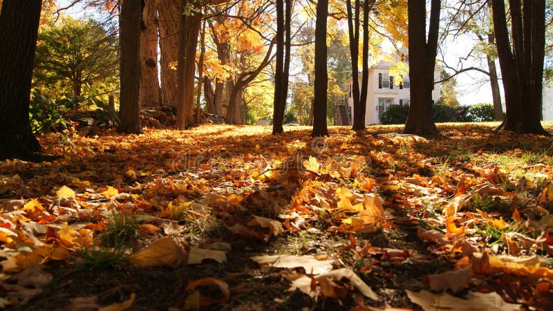 Autum fall orange yellow and red leaves between the shadow of the trees in a small town in New England royalty free stock photos Autum fall orange yellow and red leaves between the shadow of the trees in a small town in New England royalty free stock photos