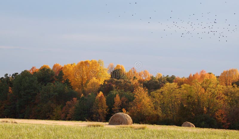 Autum Field