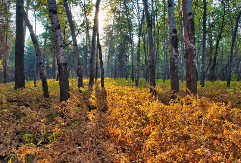 Autum forest