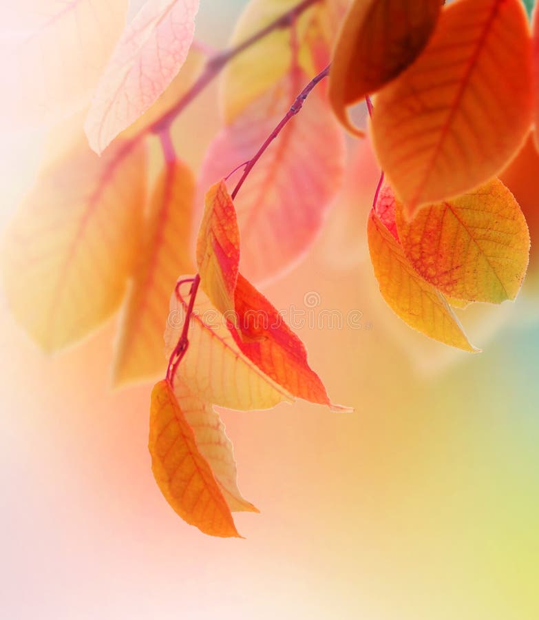 Krásné Podzimní Listí.