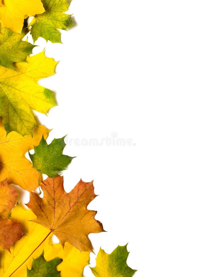 Autumn background of colored leafs