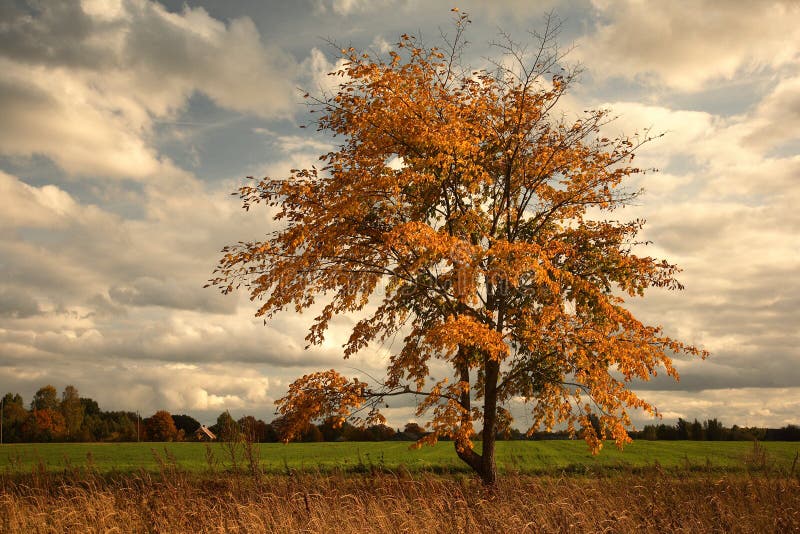 Autumn lake in warm colors stock photo. Image of leaf - 23247540