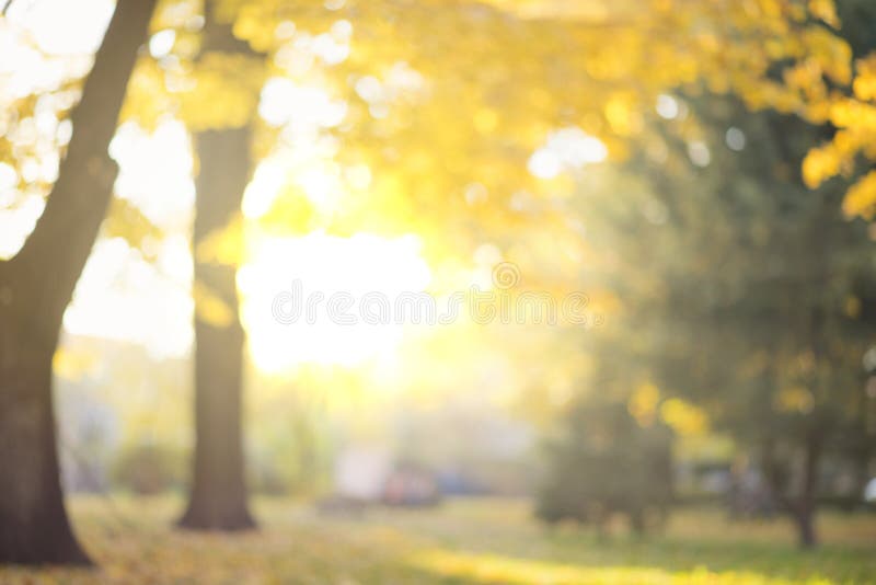 Autumn abstract blurred background with a magic lights