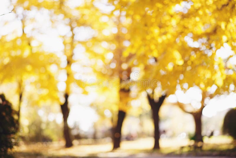 Autumn abstract blurred background with a magic lights