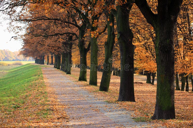 Autumn alley