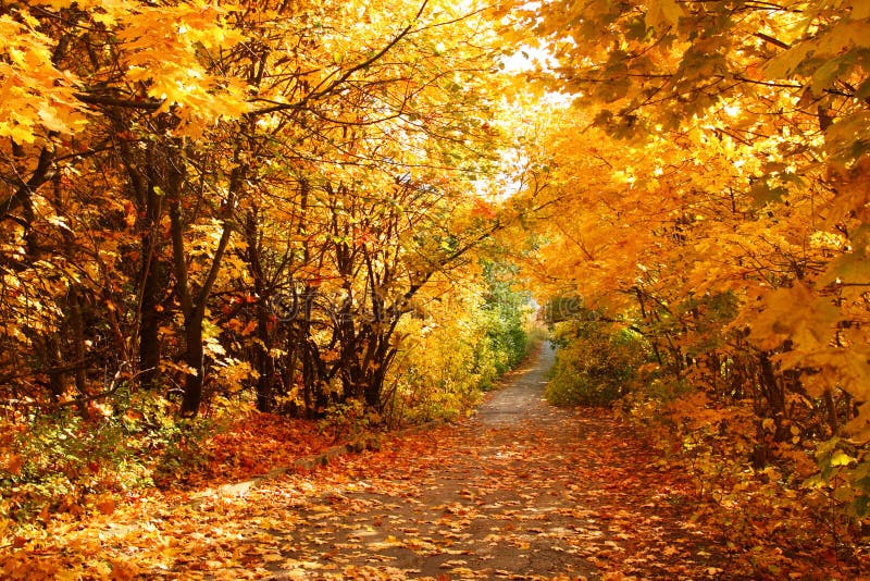 Autumn road stock image. Image of fall, lane, fallen - 19117657