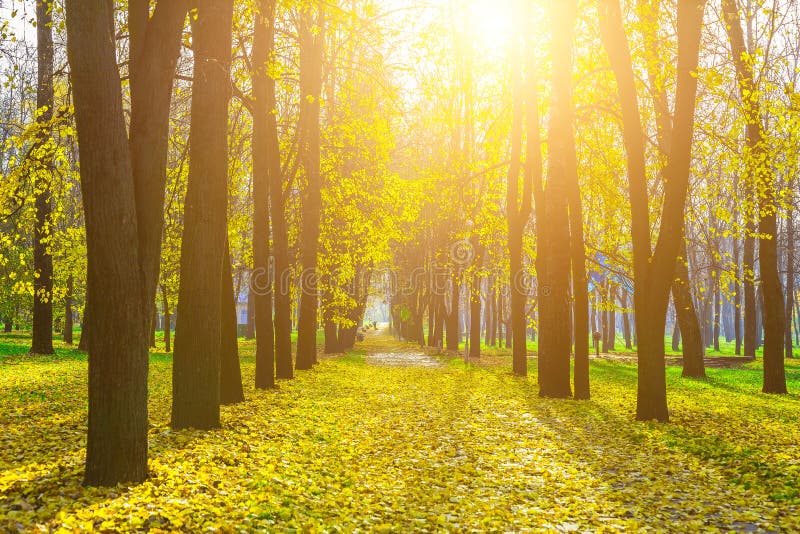 Autumn Alley Of Trees With Yellow Leaves Stock Image Image Of Path