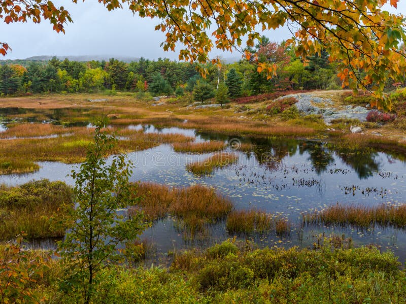 Autumn along Duck Brook Road, Acadia National Park, Maine. Autumn along Duck Brook Road in Acadia National Park, Maine royalty free stock image Autumn along Duck Brook Road, Acadia National Park, Maine. Autumn along Duck Brook Road in Acadia National Park, Maine royalty free stock image