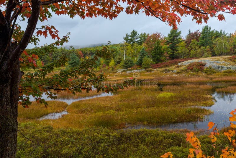 Autumn along Duck Brook Road, Acadia National Park, Maine. Autumn along Duck Brook Road in Acadia National Park, Maine stock photo Autumn along Duck Brook Road, Acadia National Park, Maine. Autumn along Duck Brook Road in Acadia National Park, Maine stock photo