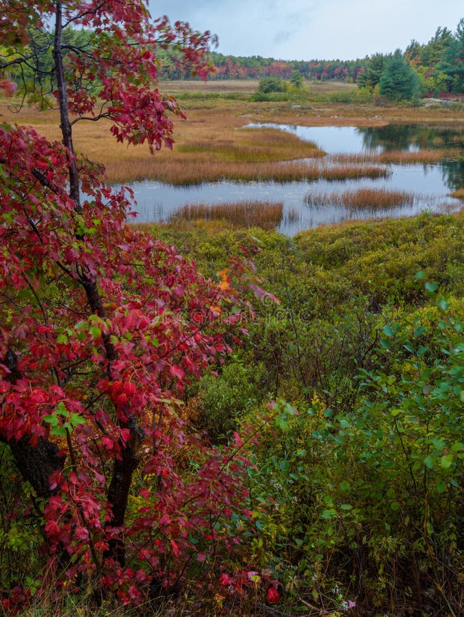 Autumn along Duck Brook Road, Acadia National Park, Maine. Autumn along Duck Brook Road in Acadia National Park, Maine royalty free stock image Autumn along Duck Brook Road, Acadia National Park, Maine. Autumn along Duck Brook Road in Acadia National Park, Maine royalty free stock image