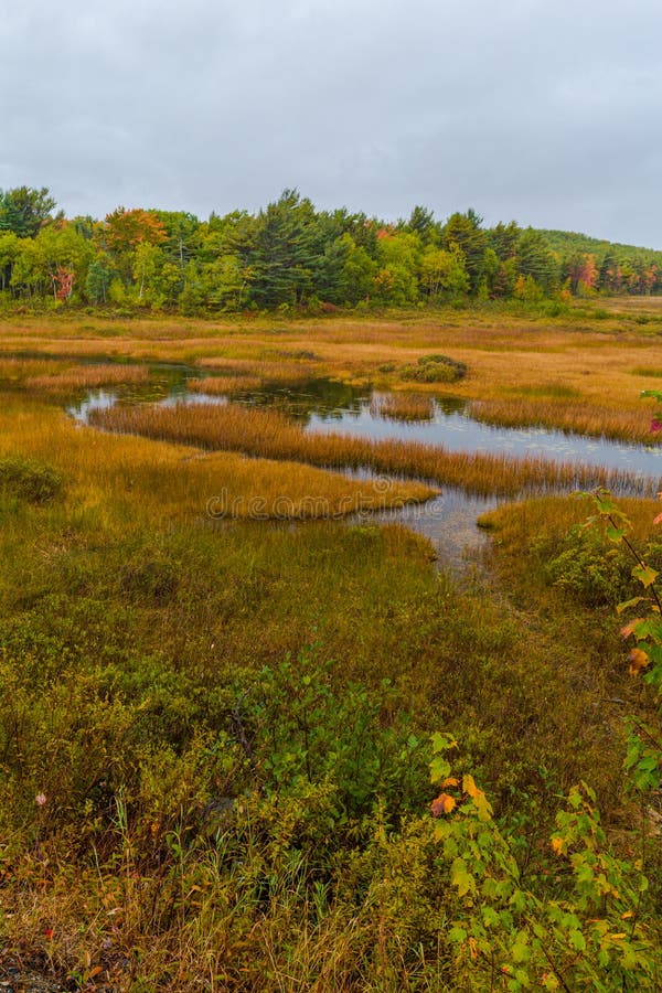 Autumn along Duck Brook Road, Acadia National Park, Maine. Autumn along Duck Brook Road in Acadia National Park, Maine royalty free stock images Autumn along Duck Brook Road, Acadia National Park, Maine. Autumn along Duck Brook Road in Acadia National Park, Maine royalty free stock images