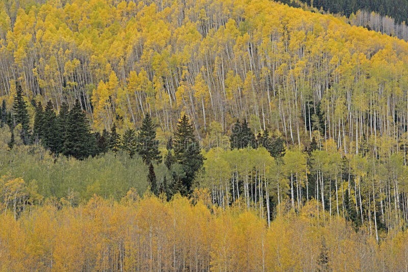 Autumn Aspen Grove Colorado fotografia stock Autumn Aspen Grove Colorado fotografia stock