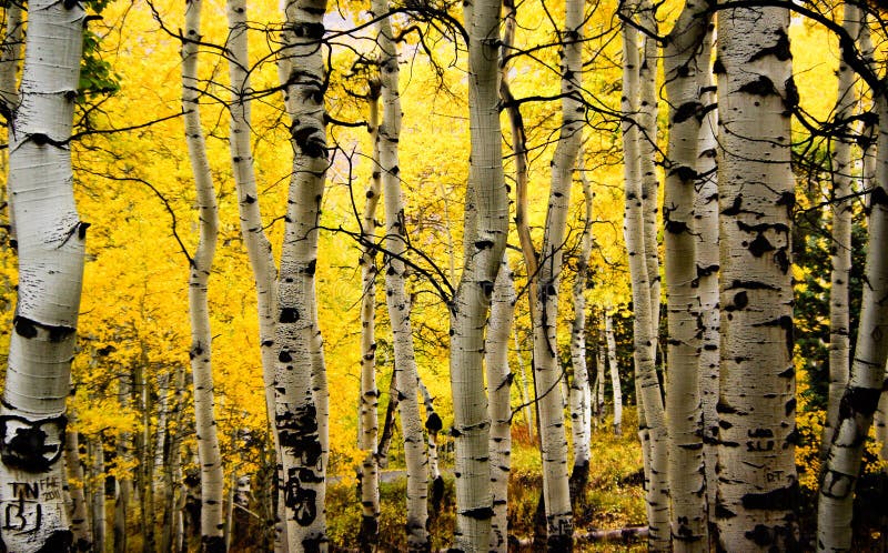 Autumn Aspens