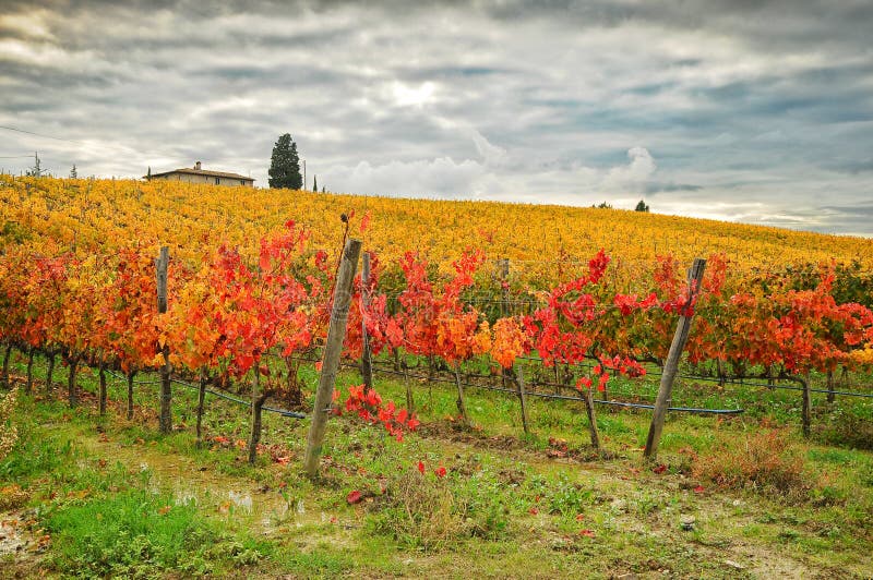 Autumn Atmosphere i en Wineyards i Tuscany, Chianti, Italien fotografering för bildbyråer Autumn Atmosphere i en Wineyards i Tuscany, Chianti, Italien fotografering för bildbyråer