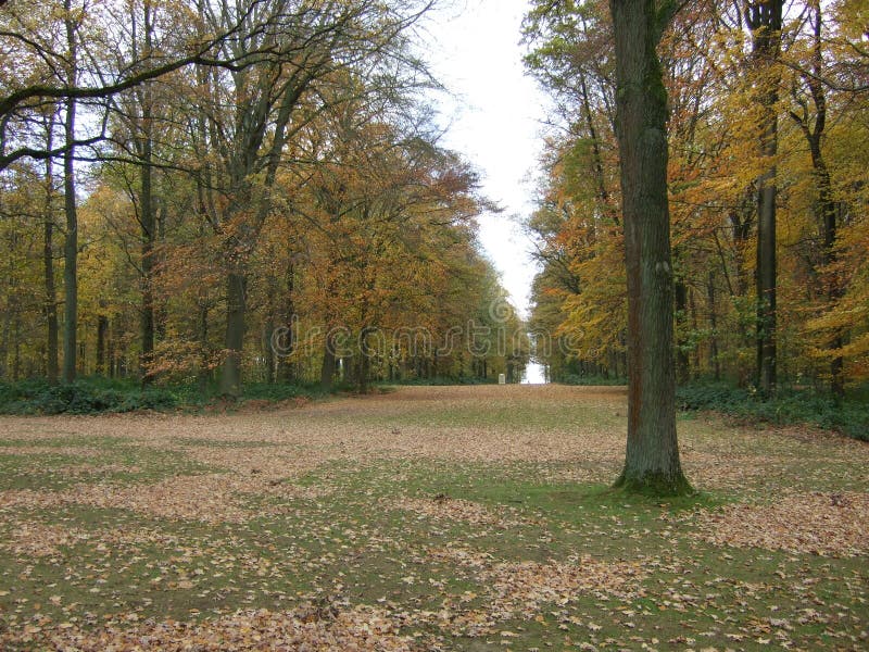 Autumn Avenue av träd på Sommen arkivbilder