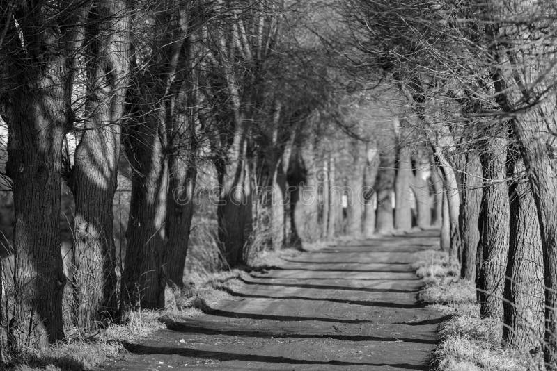 Autumn avenue of trees in black and white