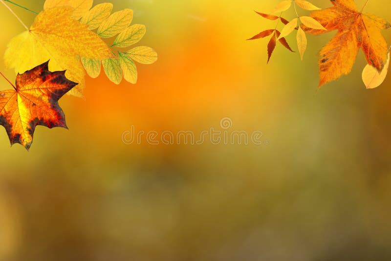 Autumn vivid colors backdrop composite with leaves with copy space. Autumn vivid colors backdrop composite with leaves with copy space