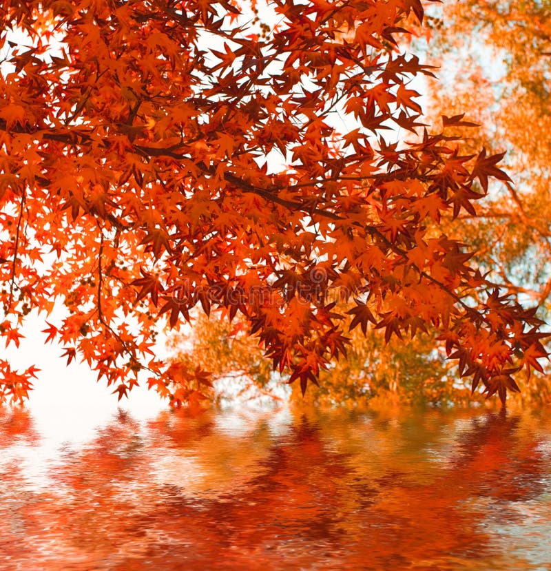 Autumn background