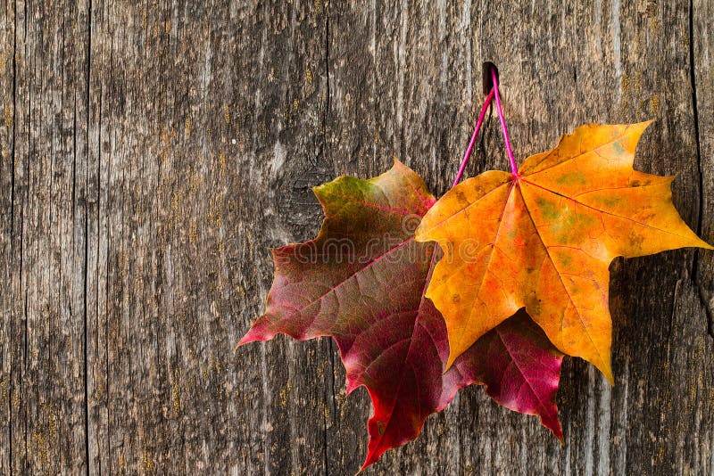 Autumn background with colorful fall maple leaves