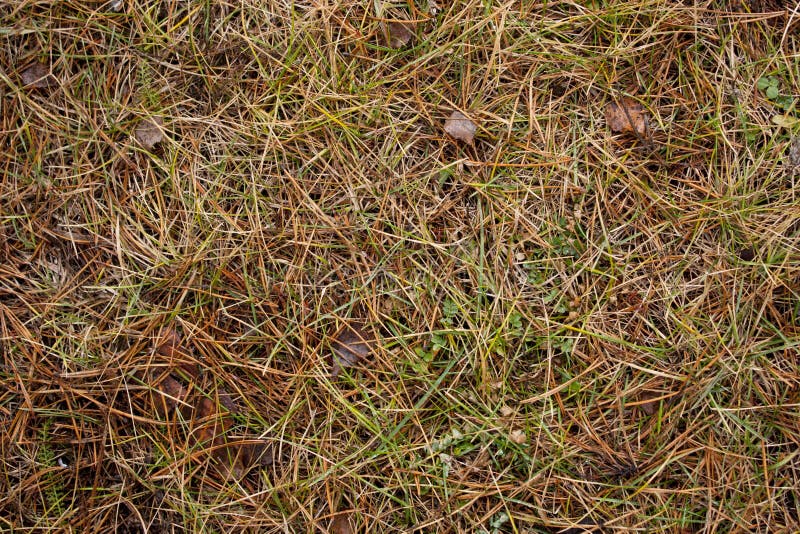 Autumn background.dry grass.pine needles