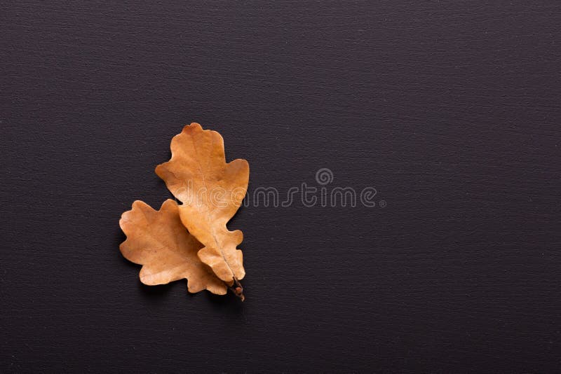 Autumn background. Dry oak leaves on black table.