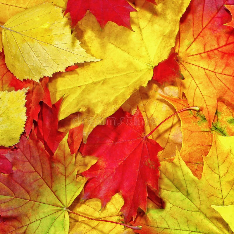 Autumn background, elements of maple leaves royalty free stock photo Autumn background, elements of maple leaves royalty free stock photo
