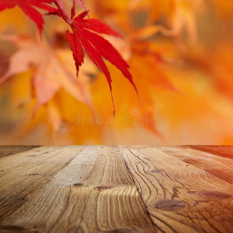 Autumn background, fall leaf concept