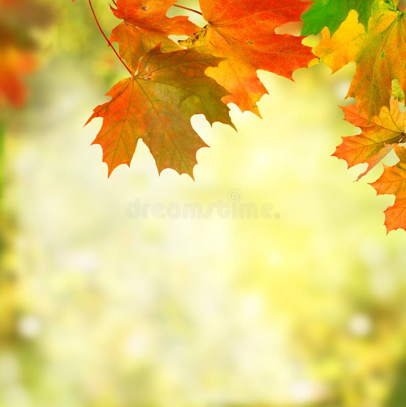 Autumn background