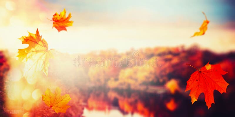 Autumn background with falling leaves at landscape of city park with colorful trees at sunset light with bokeh