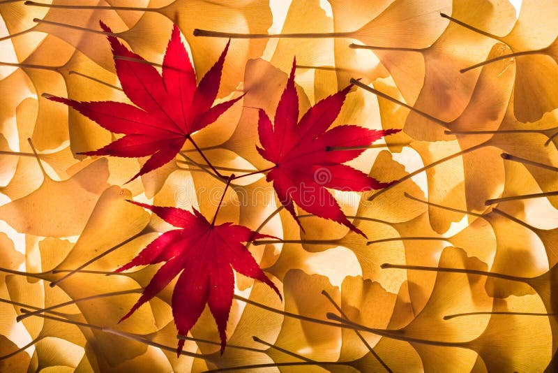 Autumn background from gingko biloba, maple leaves